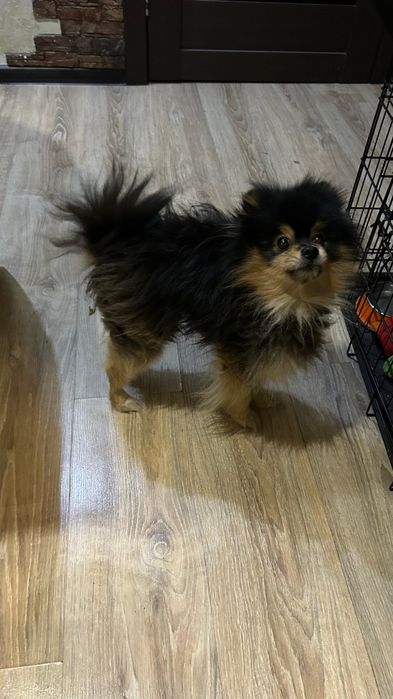 продам шпица в добрые руки