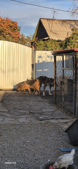 Щенки овчарки и алабая