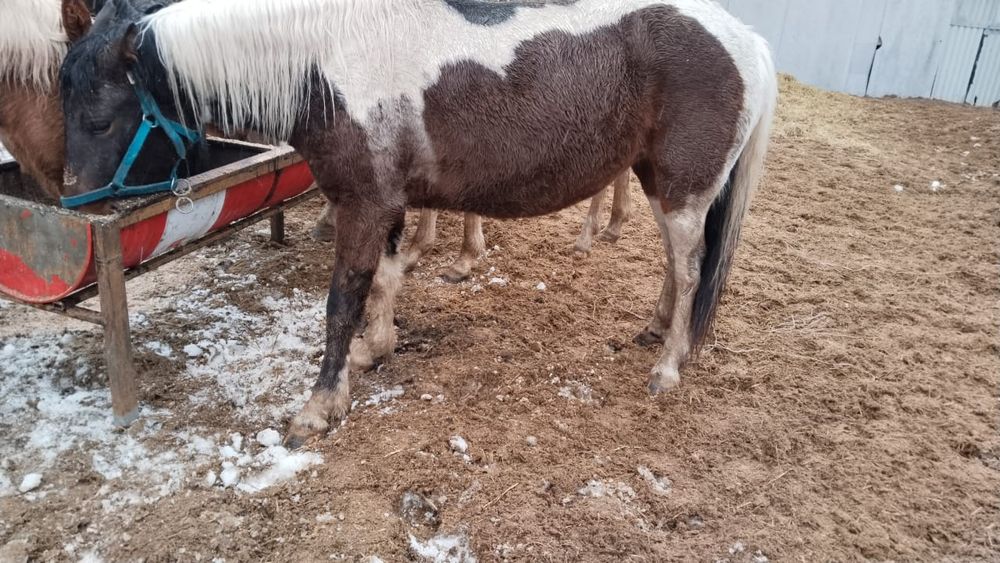 Продам лошадей 2 кобылы жеребые