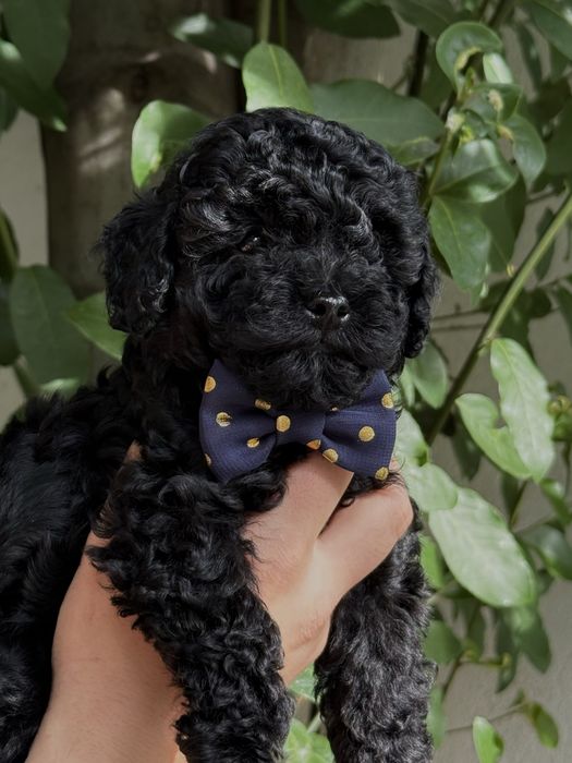 Той пудел/Toy poodle/Чистокръвни той пуделчета (черни и ред/априкот)