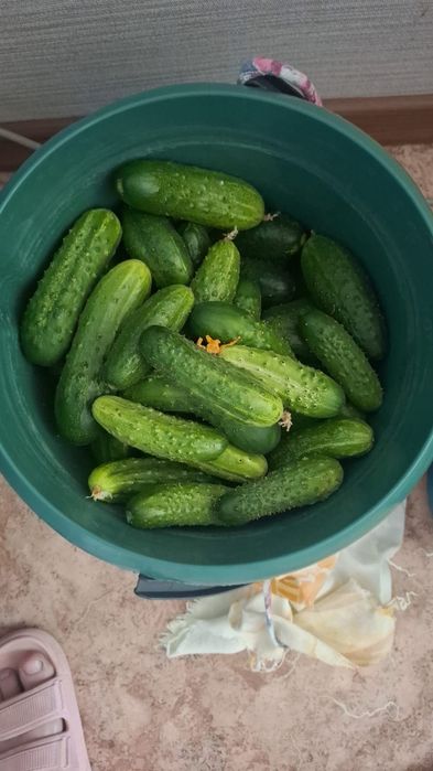 Огурцы дачные, крупные и для засолки