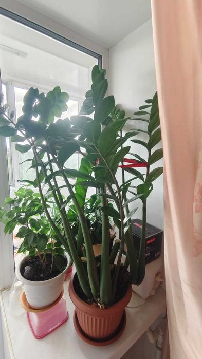 Продам замиокулькас