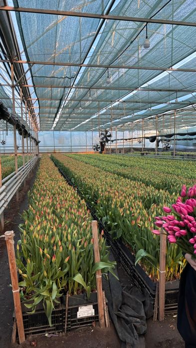 Продам тюльпаны оптом