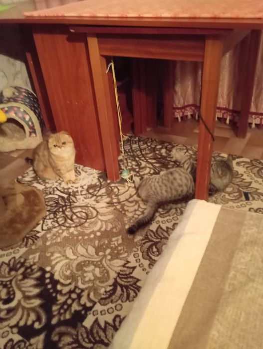 кошечка стерелезована