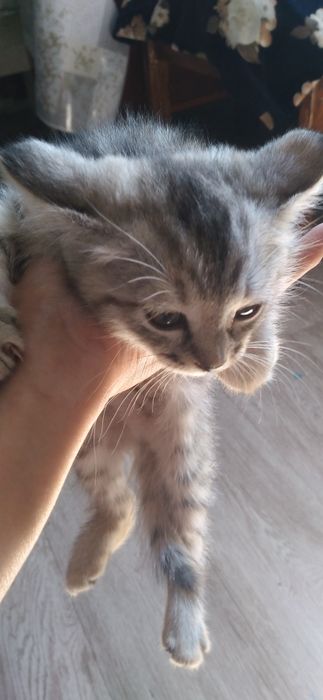 Отдам шотландскую кошку с котятами, прочтите описание