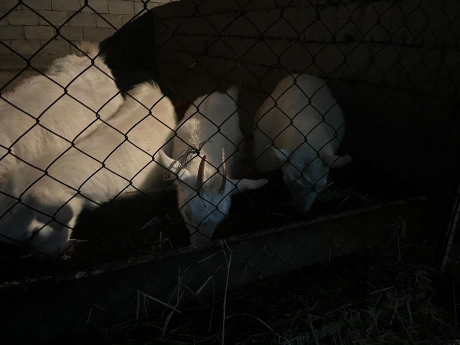 Пародный ешкілер сатылады, лақтарымен бірге