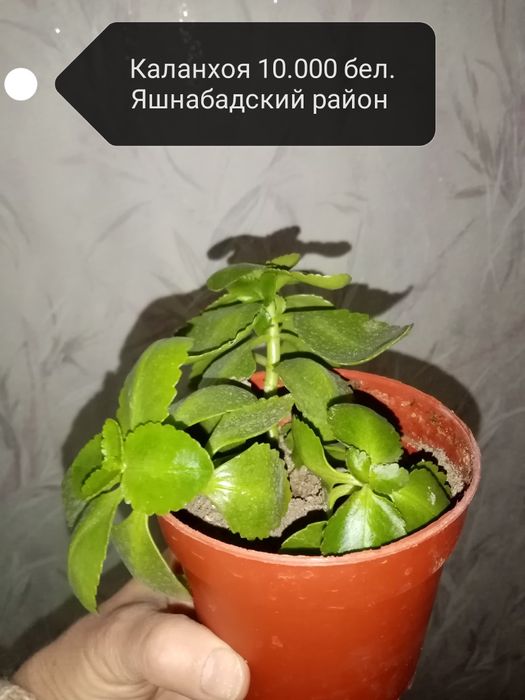 Продаю разные комнатные растения.