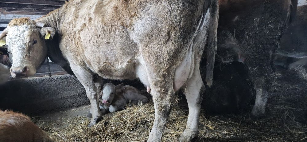 Vãnd vacă după fătare