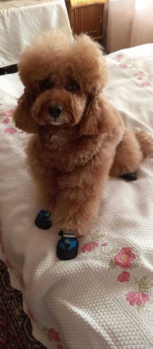 средно момче пудел