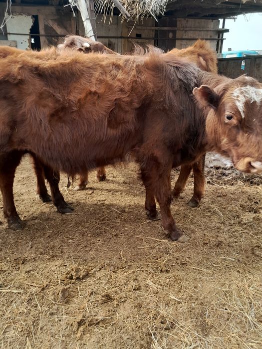 Еркек бұқашық баспақтар сатылады