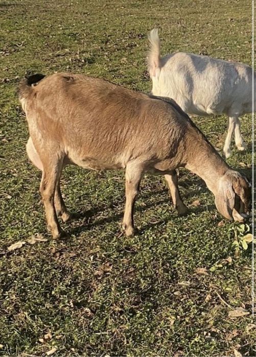 Capra de lapte anglonubian