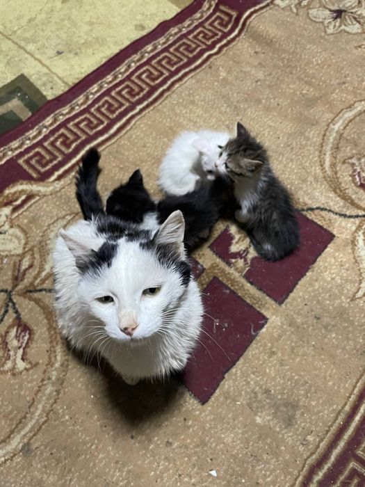 Котята в добрые руки