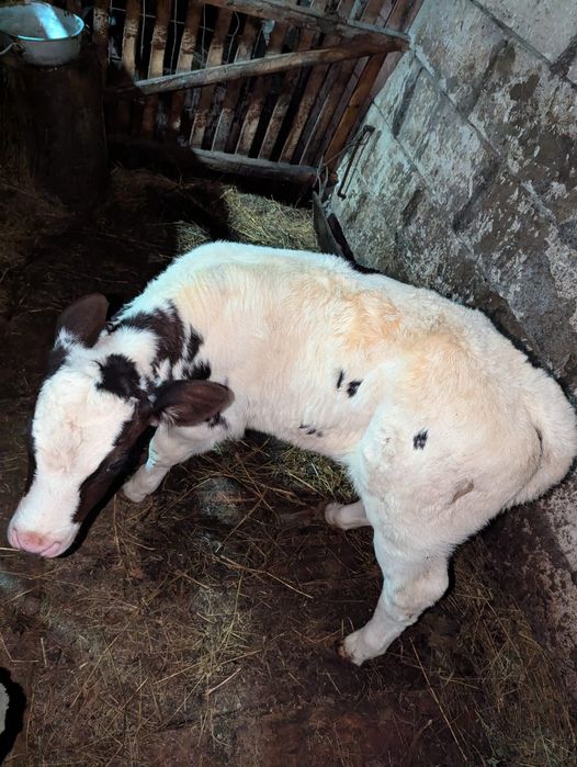 Vând vițea albastru belgian