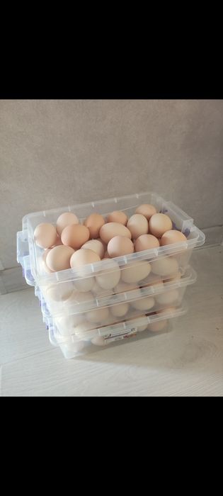 Дамашний тухум Damashniy tuxum