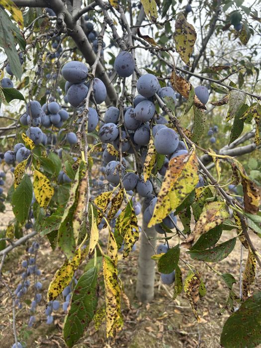 Vand prune pentru tuica si palinca