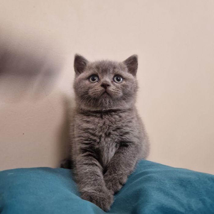 Чистокръвни Британски късокосмести котенца