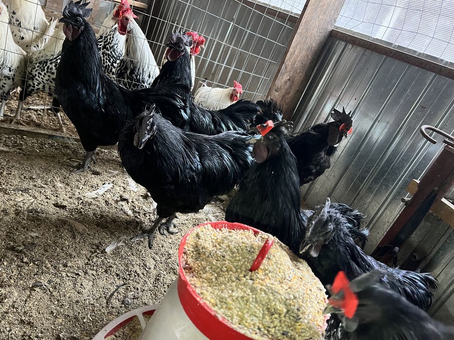 Vand cocosi de Ayan Cemani