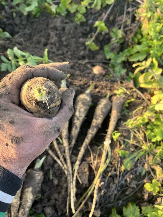 Pastarnac de vanzare