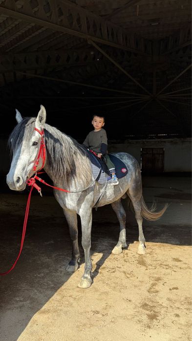 Жеребец для езды