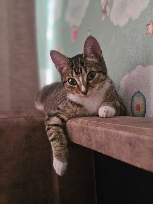 Отдам кошечку в добрые руки