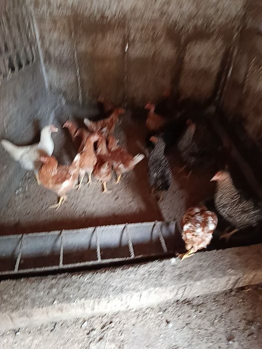 Schimb cu iepuri belgieni Preț 35 lei bucata
