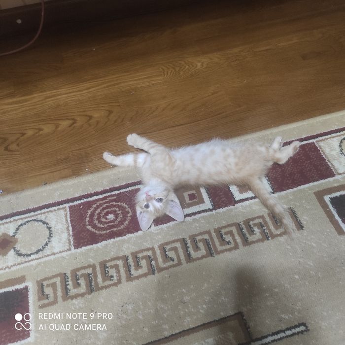 Котенок в добрые руки