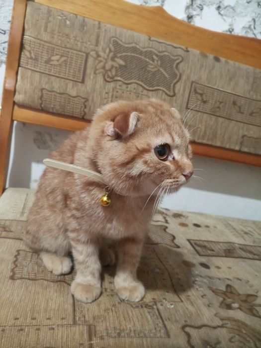 Кошка скоттиш фолд мальчик 5 месяце