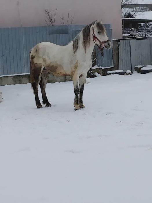 Dau la schimb cal vârsta 7 ani cuminte trage bine dau pe unul negru