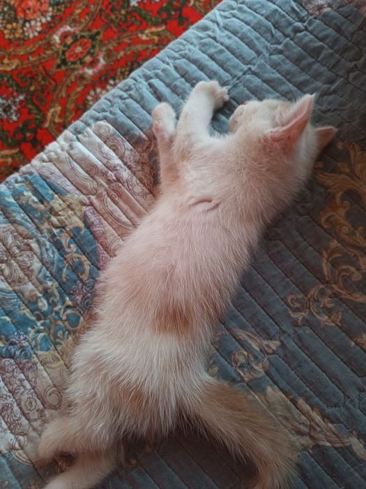 Длинношерстные котята