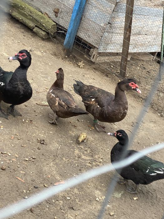 rațe ciocolatii 2025