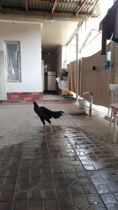 Dakan xuroz xote yapon shamo