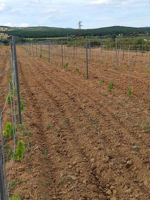 Продава се Земеделски имот в София, Челопечене -  кв.м за 2550 €/дка - Снимка #14