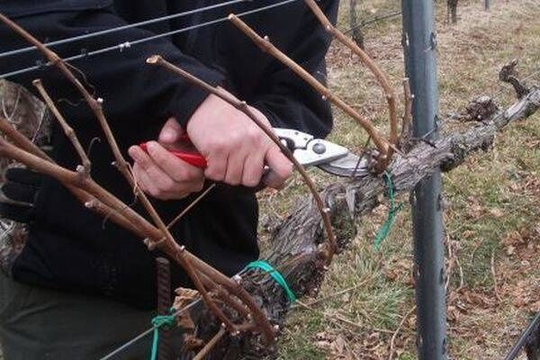 Tăieri de pomi fructiferi, viță de vie si aluni /tufe de aluni