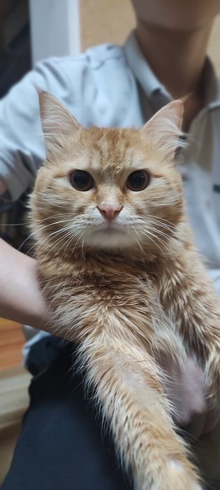 Меня кун  срочно сотилади