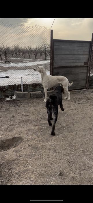 Тазылар сатылады