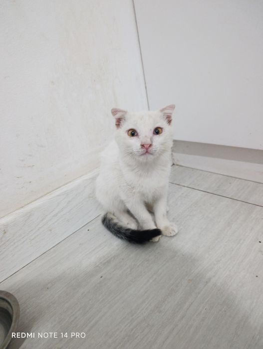 Котенок в добрые руки