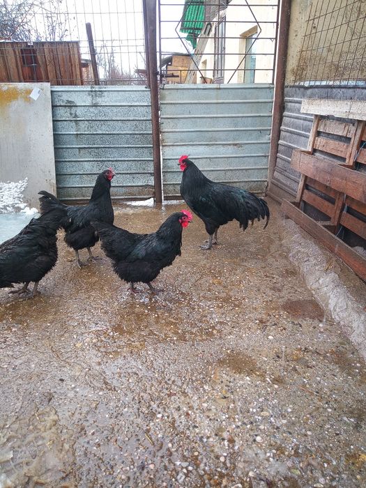 Pui  rasa Australorp