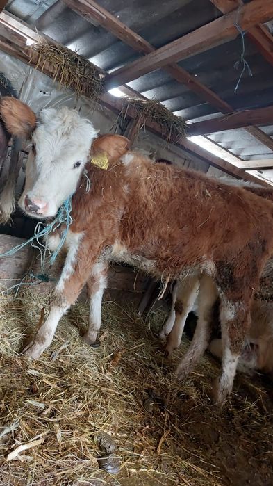 Vând vitea bălțată românească
