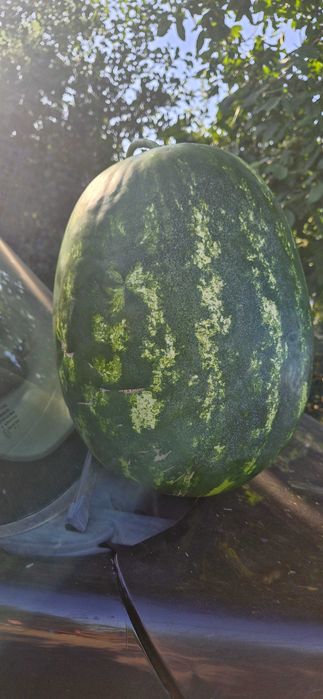 Pepene verde! Calitatea 1