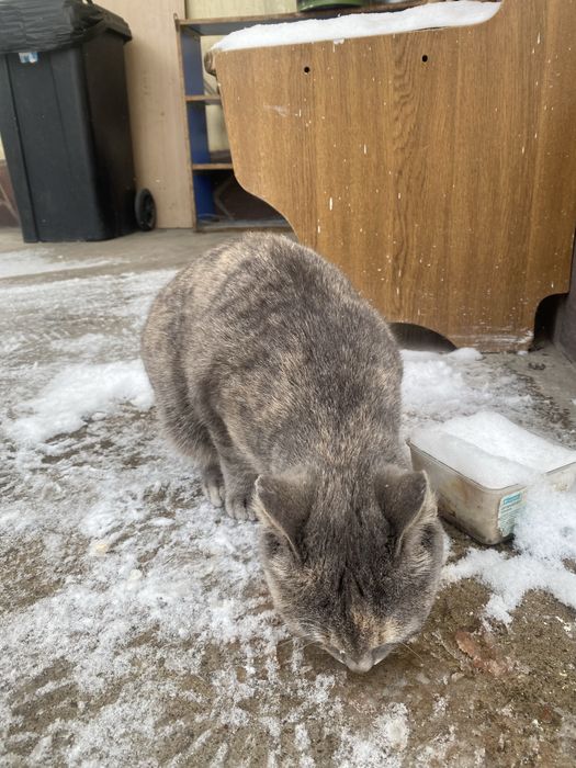 Кошечка бесплатно