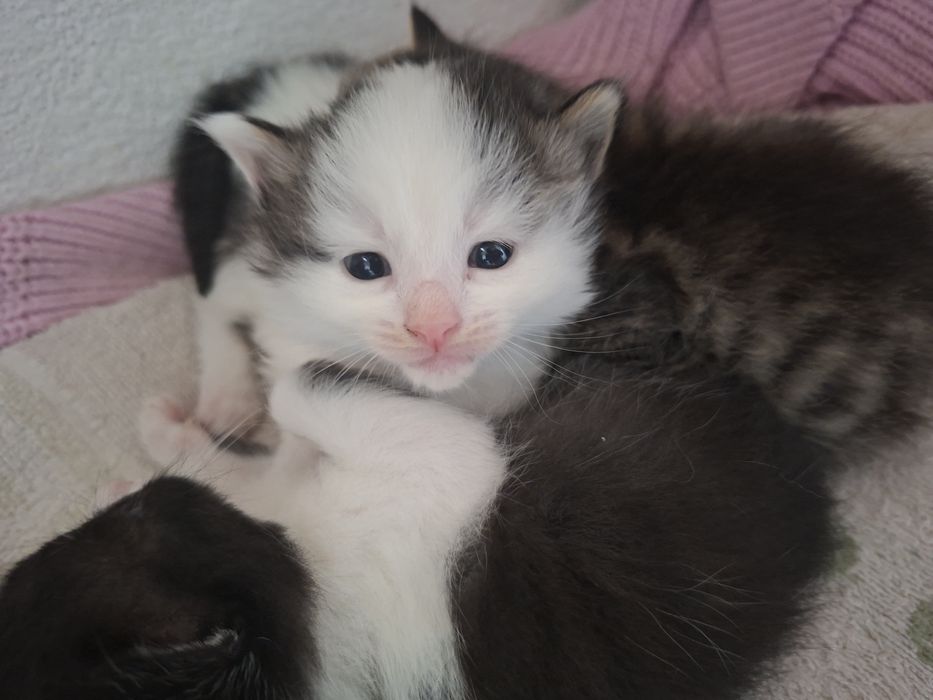 Сладки малки котета