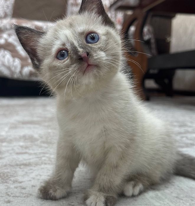 Кошечка маленькая