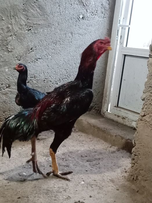 5200 tulak tozza zot 800 ming