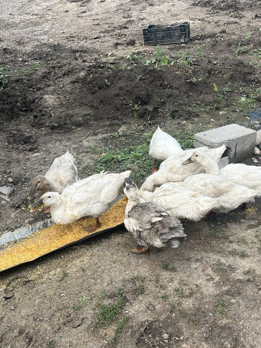 Яица пикинки инкубационные