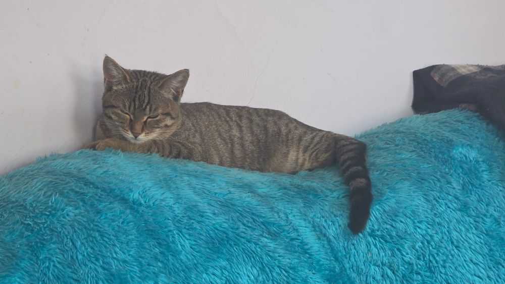 Отдам котенка в добрые руки