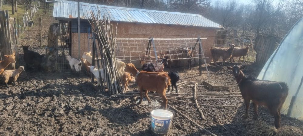 Capre și oi de vanzare