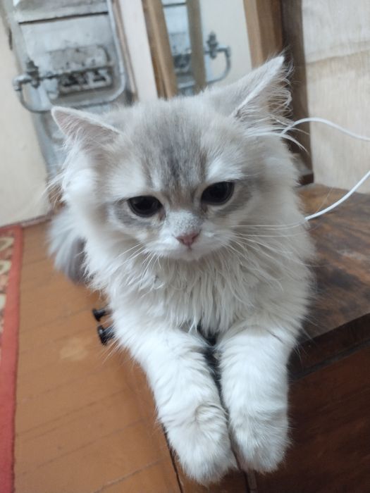 Кошка Шинка продоётся