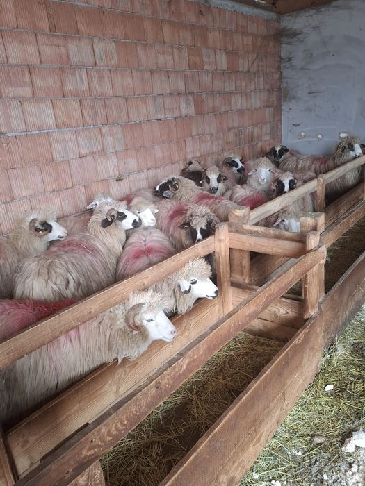 Oi tinere de vânzare