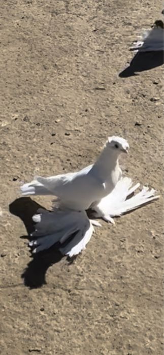 Голуби на продажу.