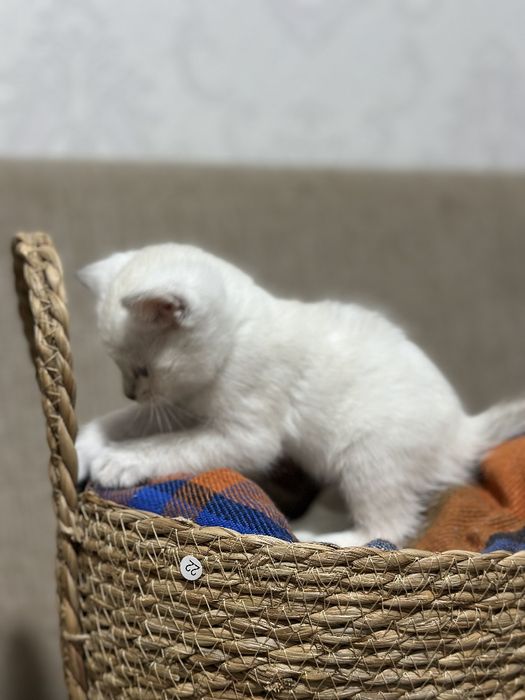Продаются британские котята
